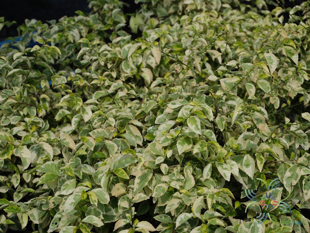 ชาด่าง Acalypha siamensis Oliv. ex Gage