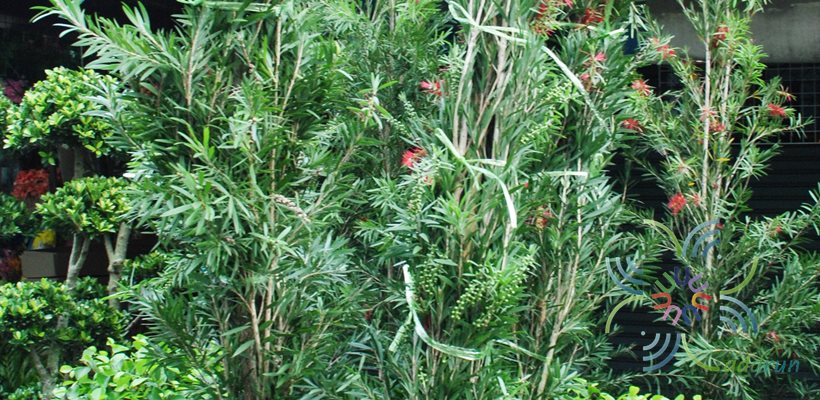 แปรงล้างขวด Callistemon viminalis (Sol. ex Gaertn.) G.Don