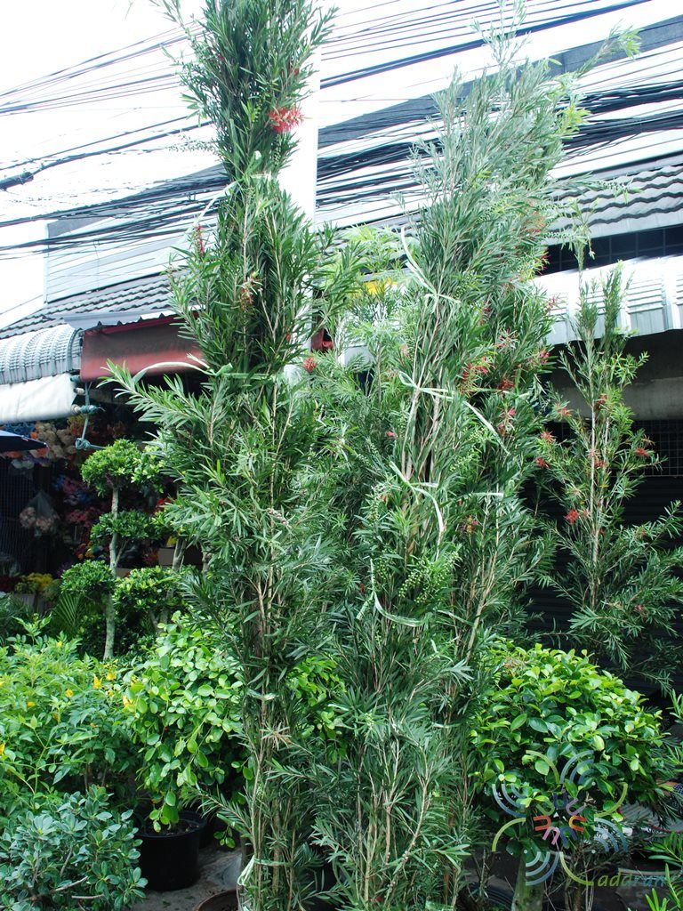 แปรงล้างขวด Callistemon viminalis (Sol. ex Gaertn.) G.Don