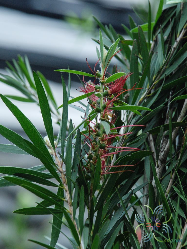 แปรงล้างขวด Callistemon viminalis (Sol. ex Gaertn.) G.Don