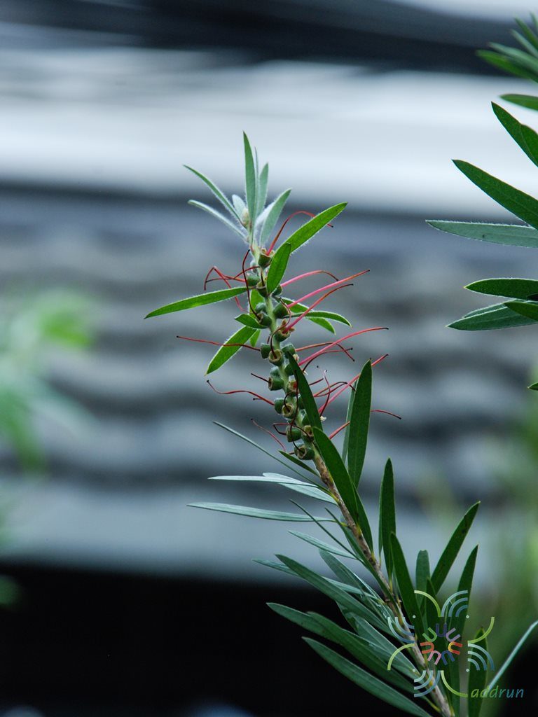 แปรงล้างขวด Callistemon viminalis (Sol. ex Gaertn.) G.Don