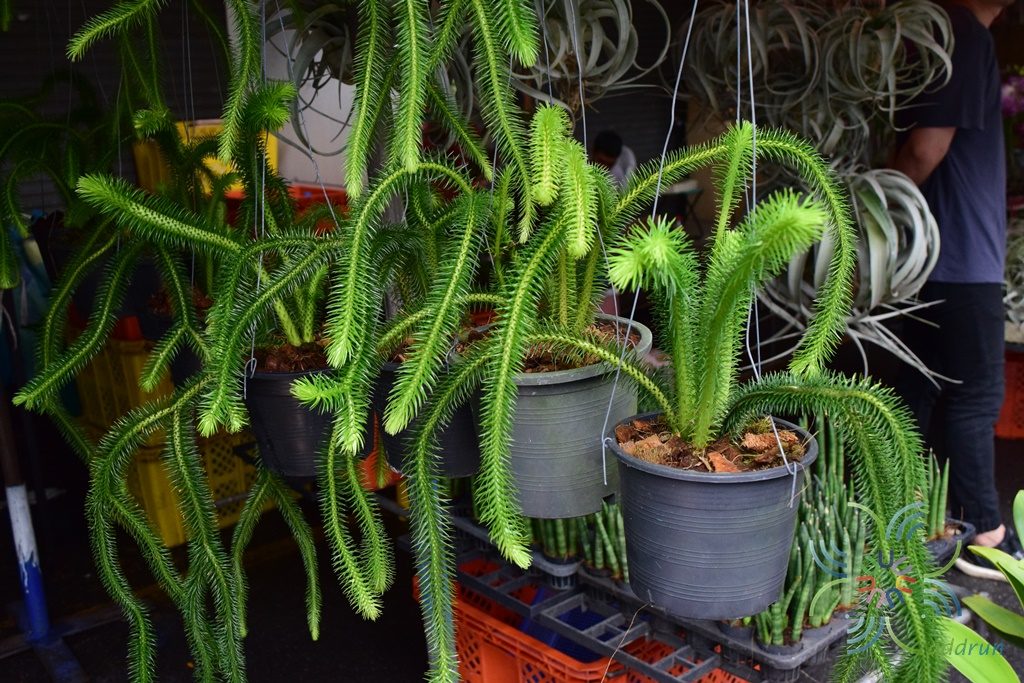 หางสิงห์ Huperzia squarrosa (G. Forst.) Trevis.
