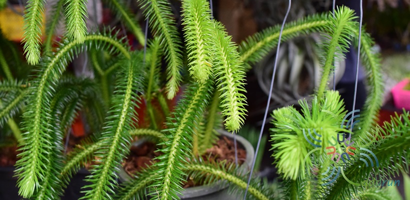 หางสิงห์ Huperzia squarrosa (G. Forst.) Trevis.