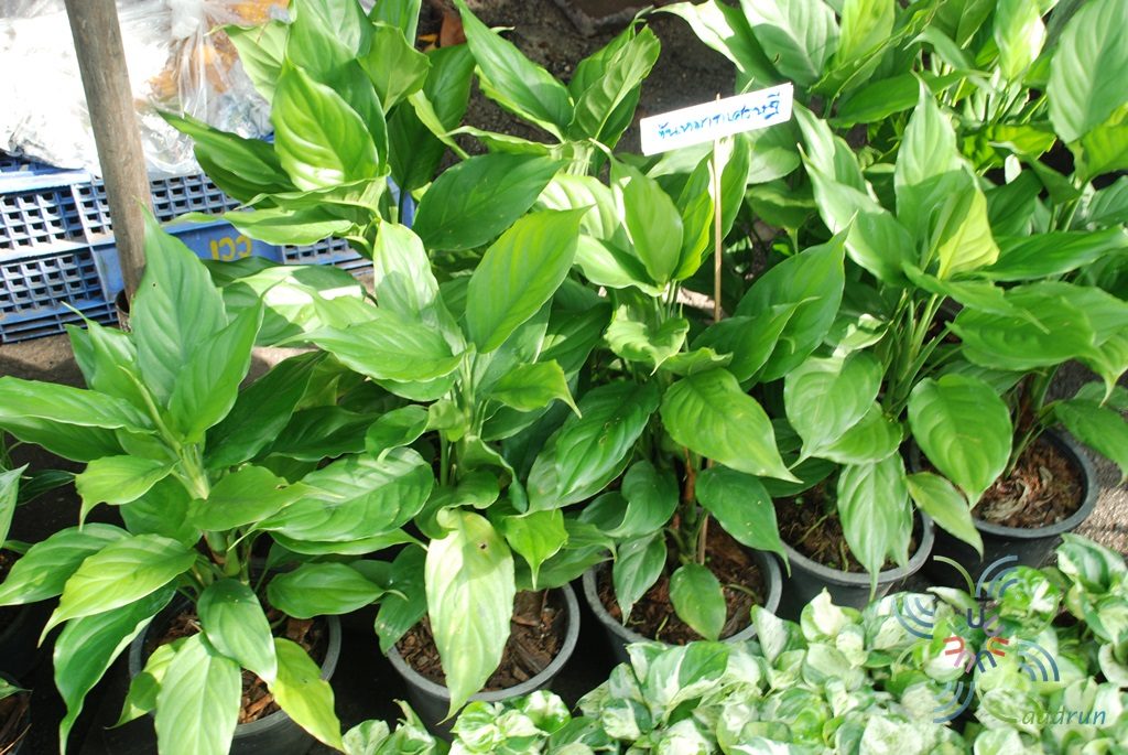อโกลนีมา ขันหมากเศรษฐี Aglaonema sp. ‘Khan-hmak setthi’