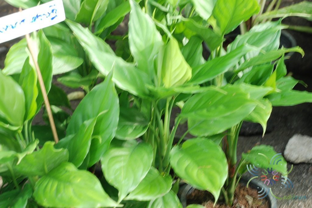 อโกลนีมา ขันหมากเศรษฐี Aglaonema sp. ‘Khan-hmak setthi’