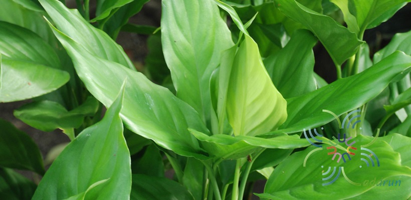 อโกลนีมา ขันหมากเศรษฐี Aglaonema sp. ‘Khan-hmak setthi’