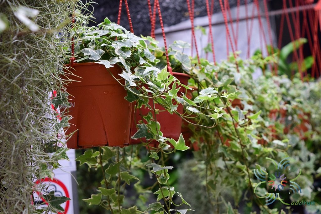 ไอวี่เลื้อยด่าง Hedera helix L. cv. Giacier