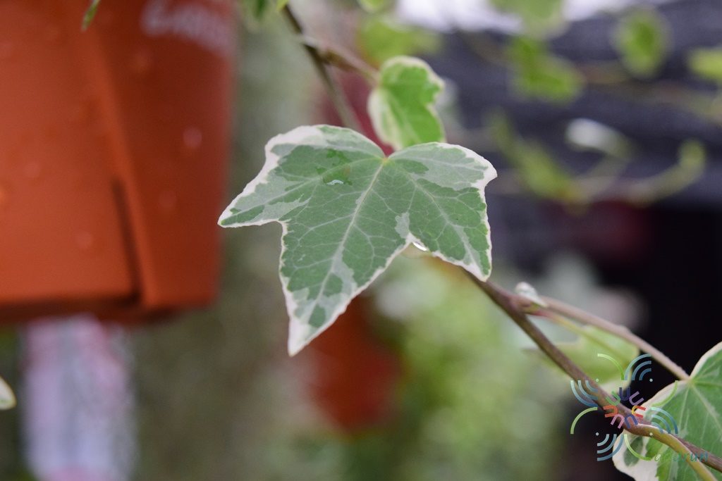 ไอวี่เลื้อยด่าง Hedera helix L. cv. Giacier