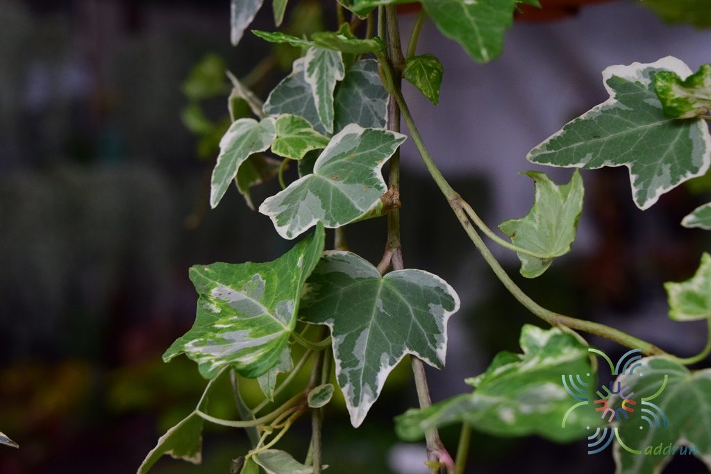 ไอวี่เลื้อยด่าง Hedera helix L. cv. Giacier
