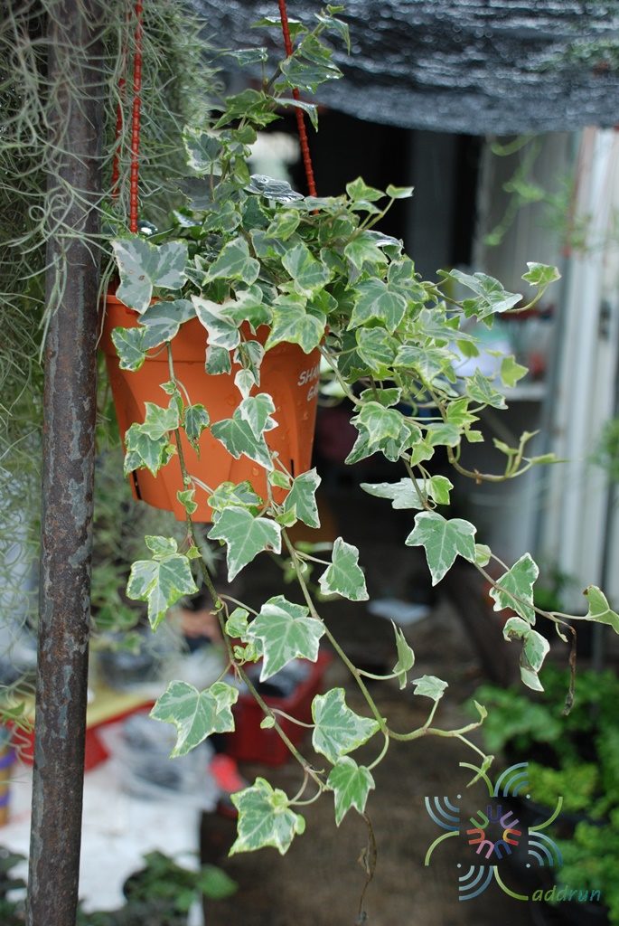 ไอวี่เลื้อยด่าง Hedera helix L. cv. Giacier