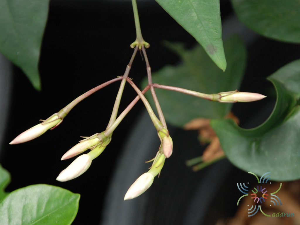 ปันหยี Jasminum nobile C.B.Clarke