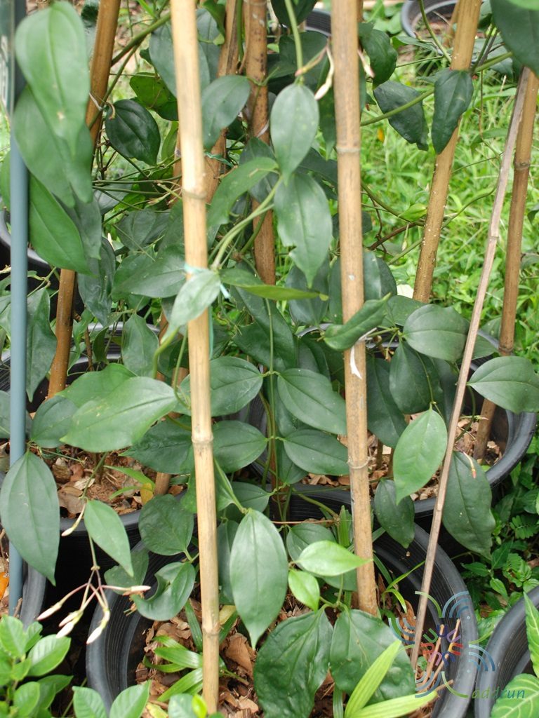 ปันหยี Jasminum nobile C.B.Clarke