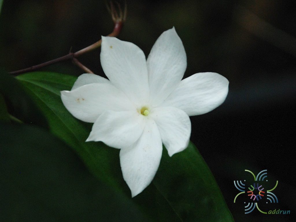 ปันหยี Jasminum nobile C.B.Clarke