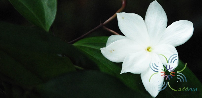 ปันหยี Jasminum nobile C.B.Clarke