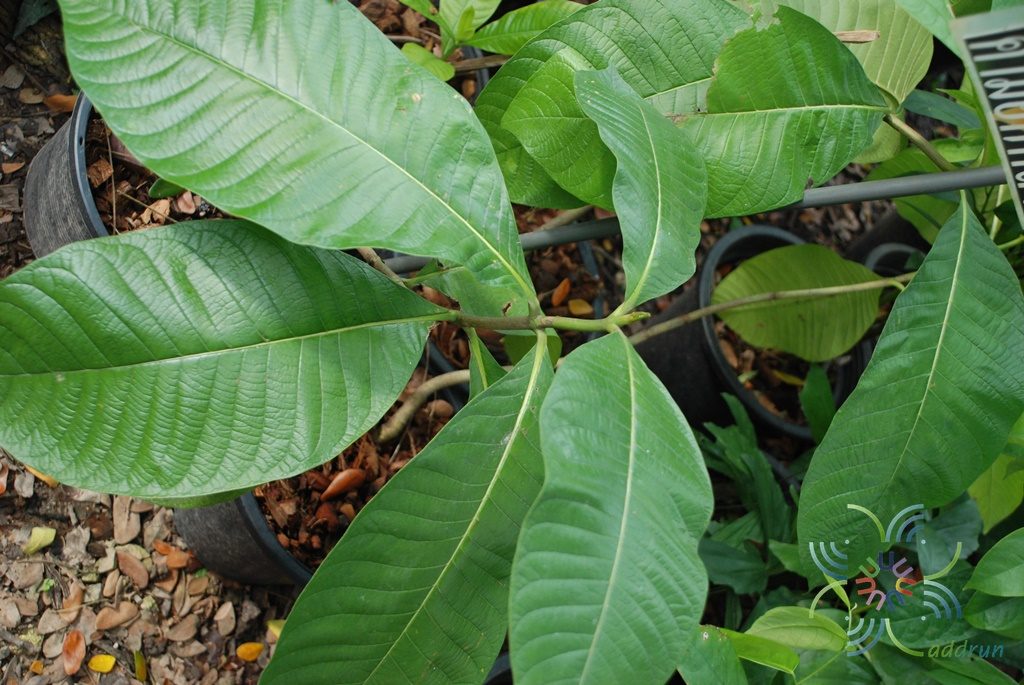 คำมอกหลวง Gardenia sootepensis Hutch.