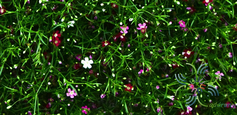 ยิปโซฟิลา Gypsophila paniculata L.