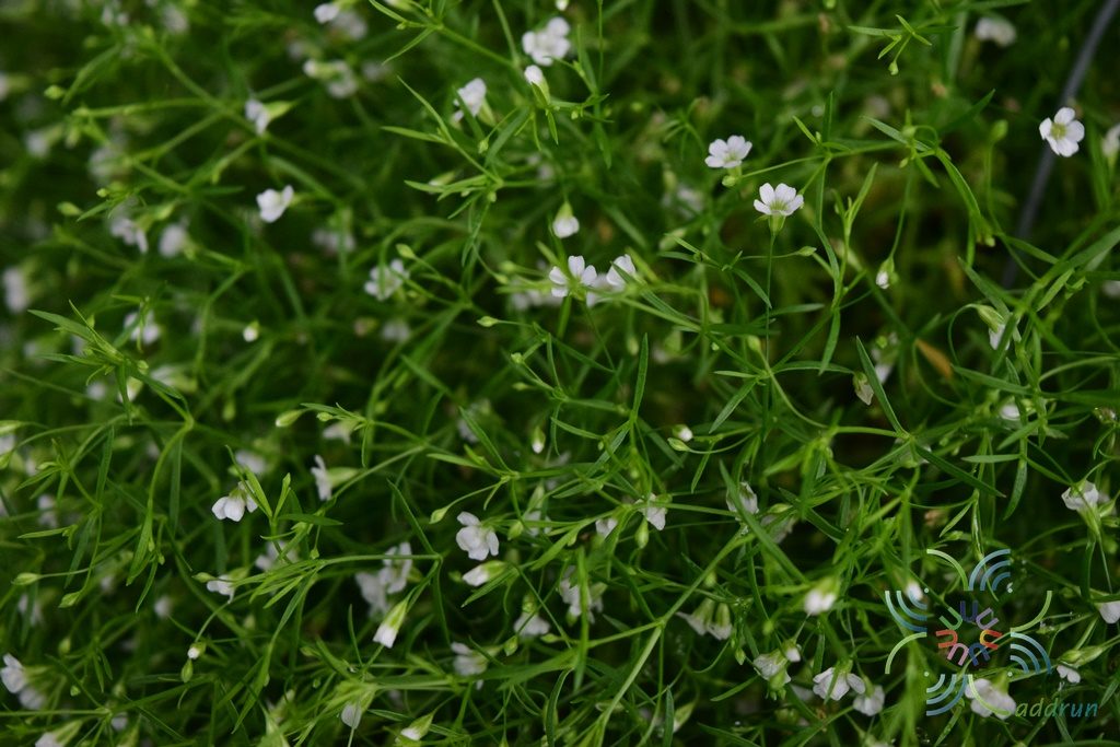 ยิปโซฟิลา Gypsophila paniculata L.