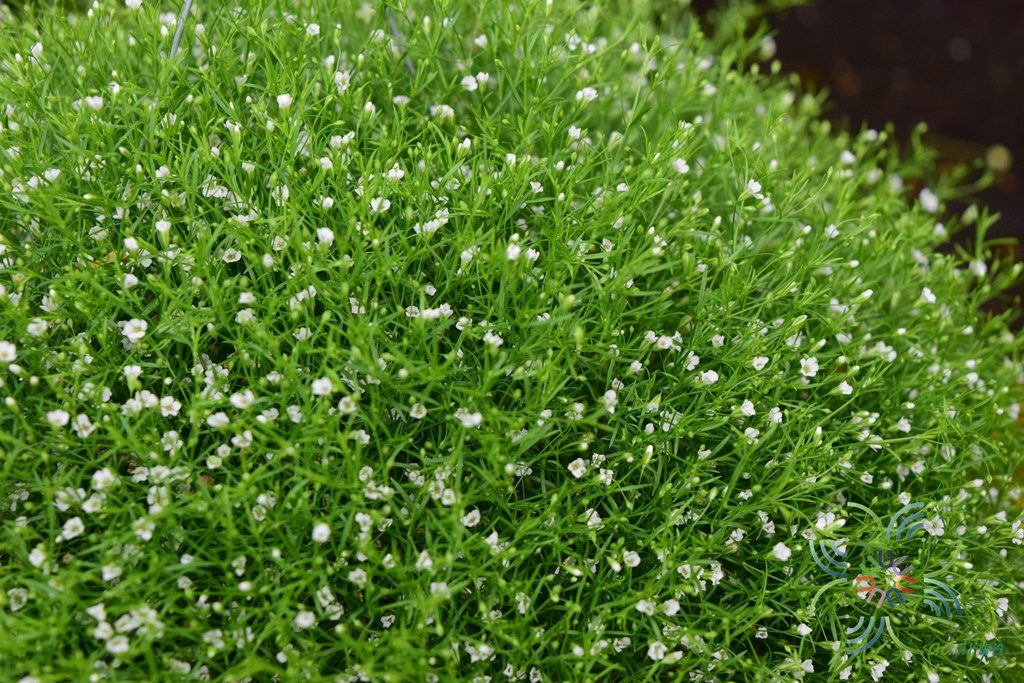ยิปโซฟิลา Gypsophila paniculata L.