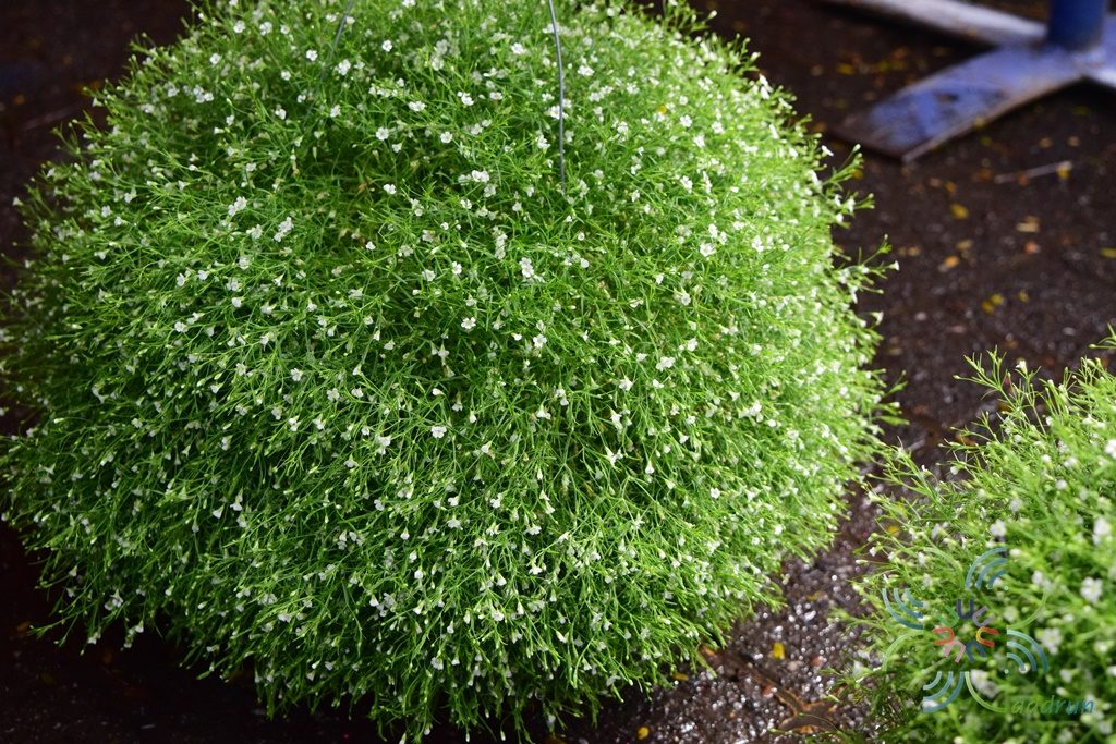 ยิปโซฟิลา Gypsophila paniculata L.