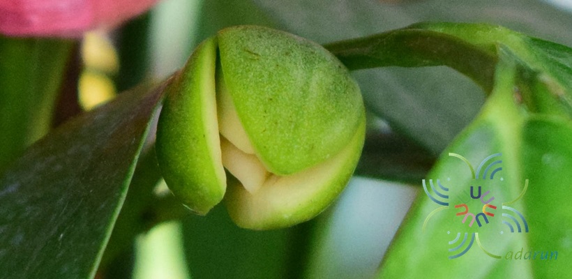 จำปูน Anaxagorea javanica Blume