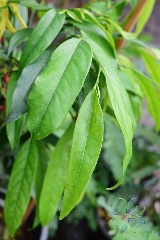 จำปูน Anaxagorea javanica Blume