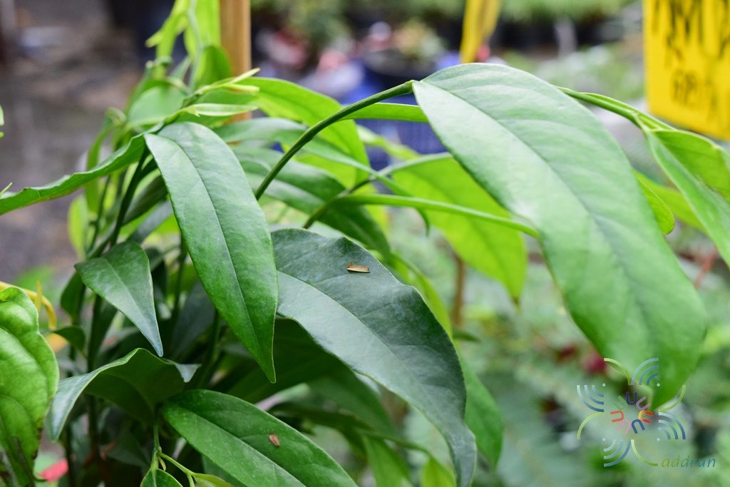จำปูน Anaxagorea javanica Blume