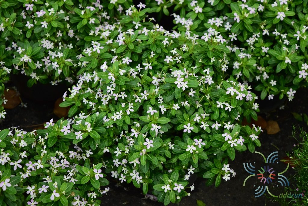 แพงพวยแคระ Catharanthus roseus (L.) G.Don