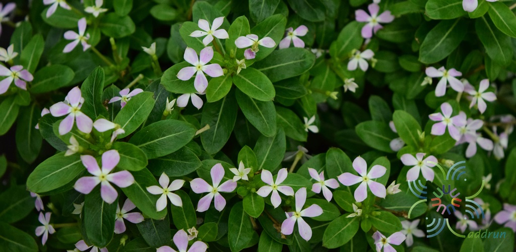 แพงพวยแคระ Catharanthus roseus (L.) G.Don