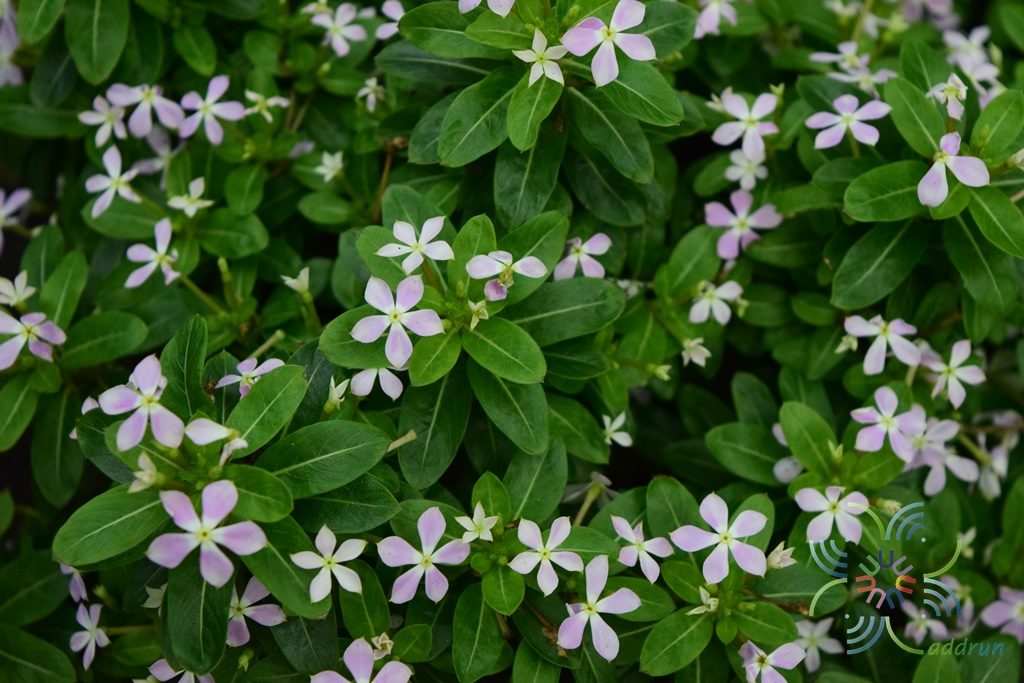 แพงพวยแคระ Catharanthus roseus (L.) G.Don