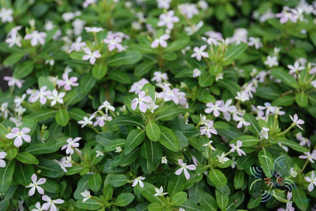 แพงพวยแคระ Catharanthus roseus (L.) G.Don