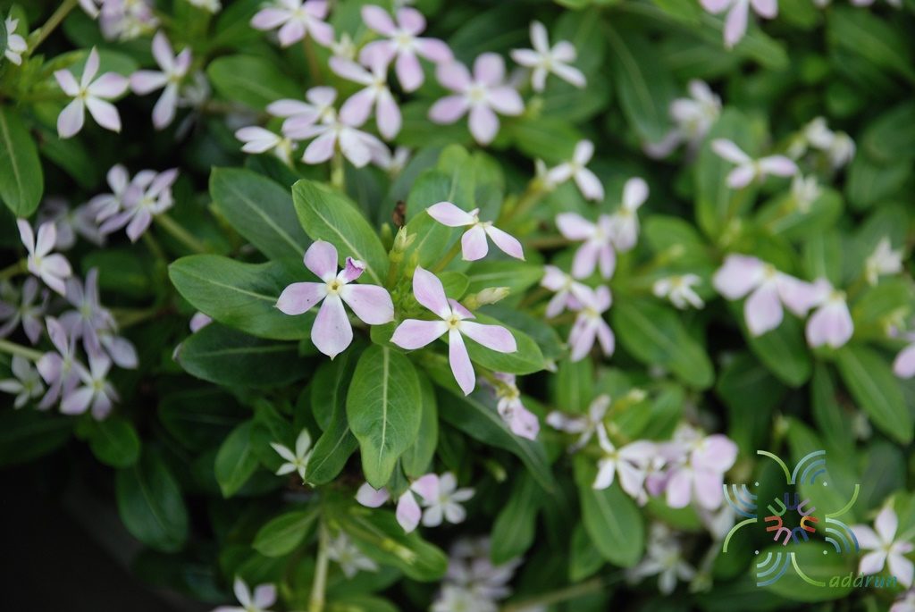 แพงพวยแคระ Catharanthus roseus (L.) G.Don