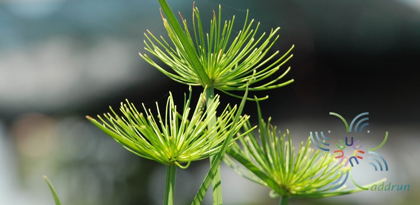 กกอียิปต์แคระ Cyperus haspan L.