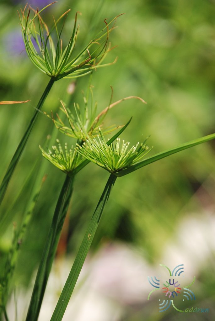 กกอียิปต์แคระ Cyperus haspan L.