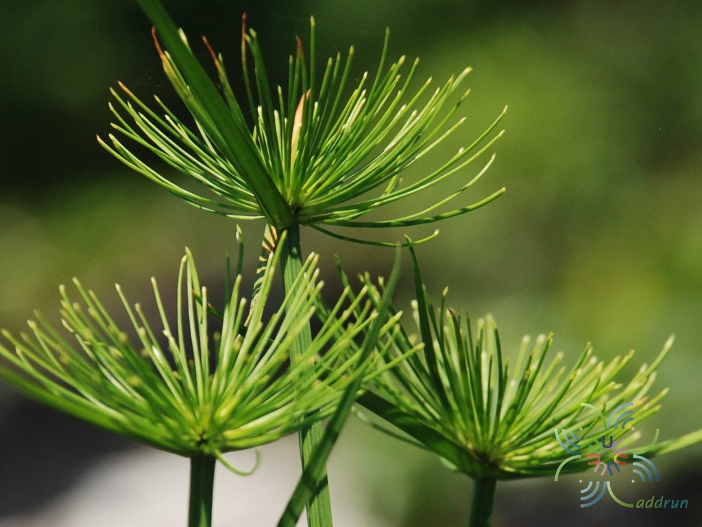 กกอียิปต์แคระ Cyperus haspan L.