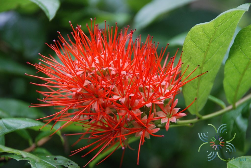 แสงตะวัน Combretum constrictum (Benth.) M.A.Lawson