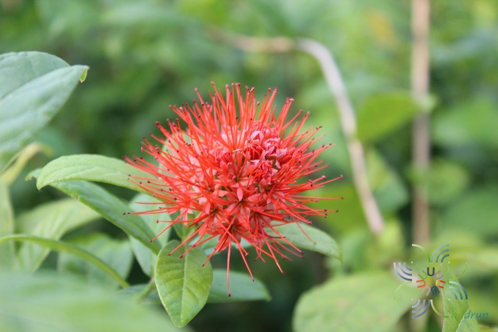แสงตะวัน Combretum constrictum (Benth.) M.A.Lawson