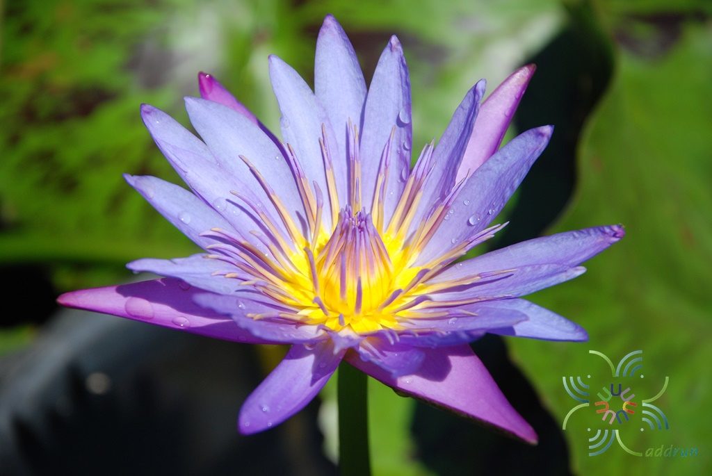 บัวผัน 8 Nymphaea spp.