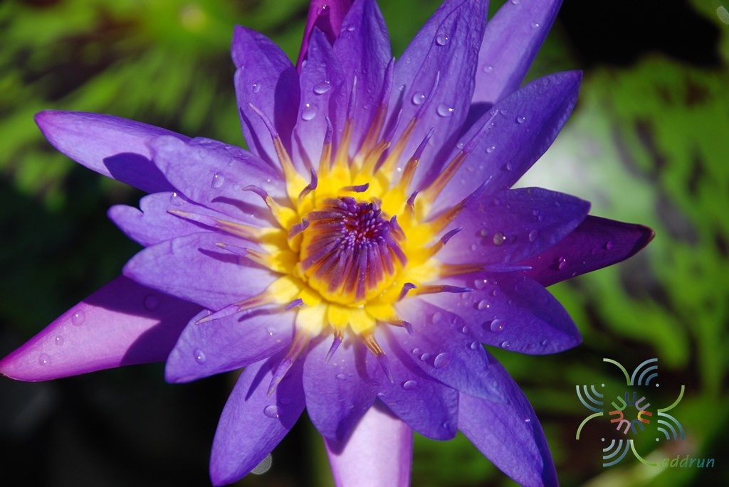 บัวผัน 8 Nymphaea spp.