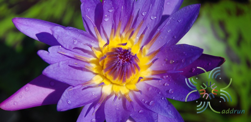 บัวผัน 8 Nymphaea spp.