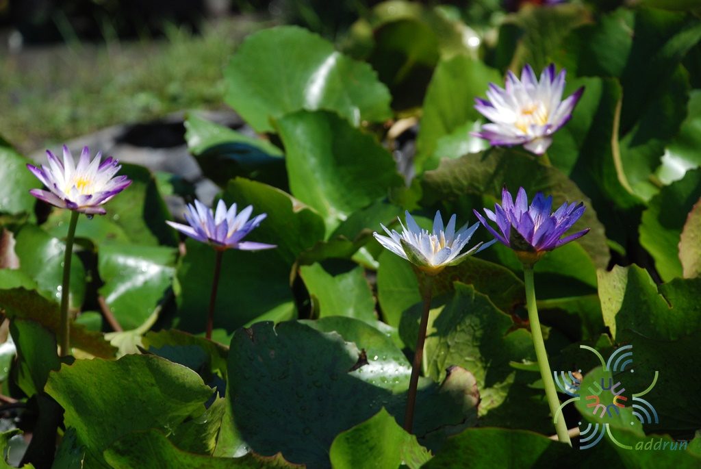 บัวผัน 8 Nymphaea spp.