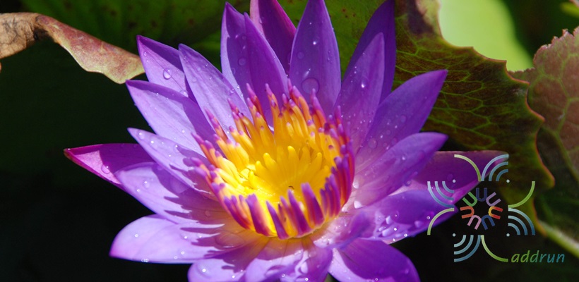 บัวผัน 9 Nymphaea spp.