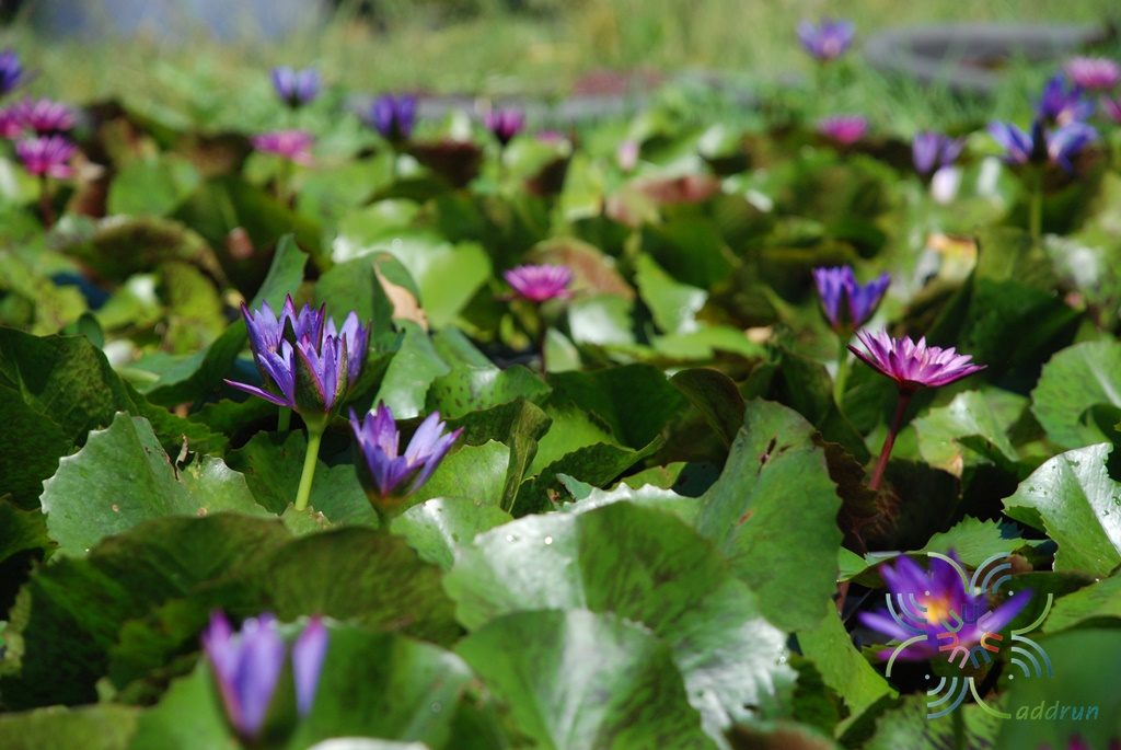 บัวผัน 9 Nymphaea spp.