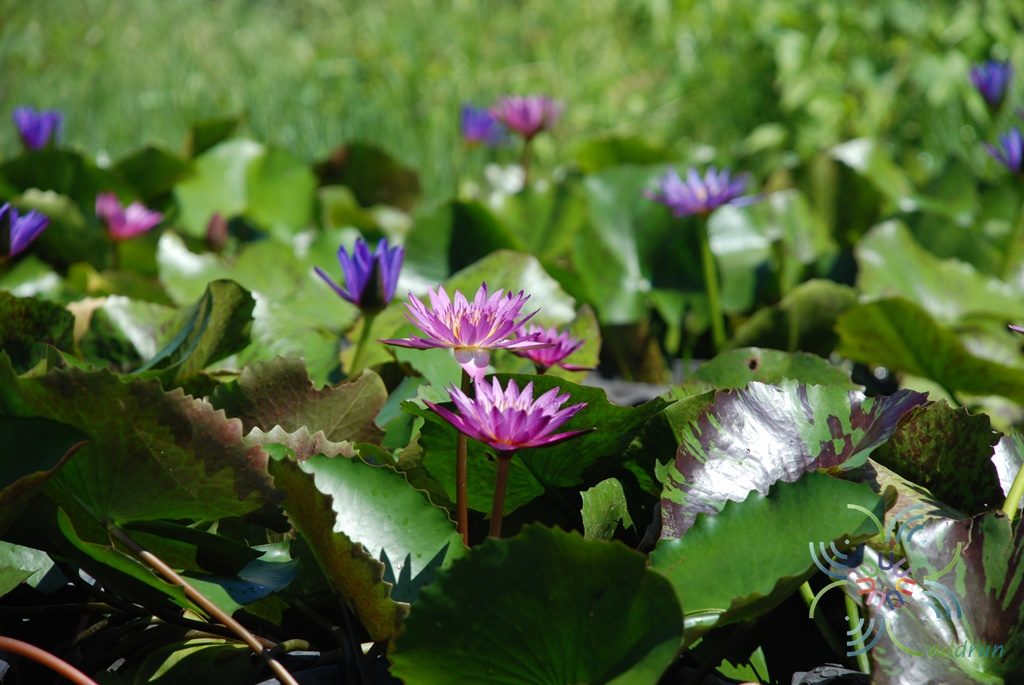 บัวผัน 9 Nymphaea spp.