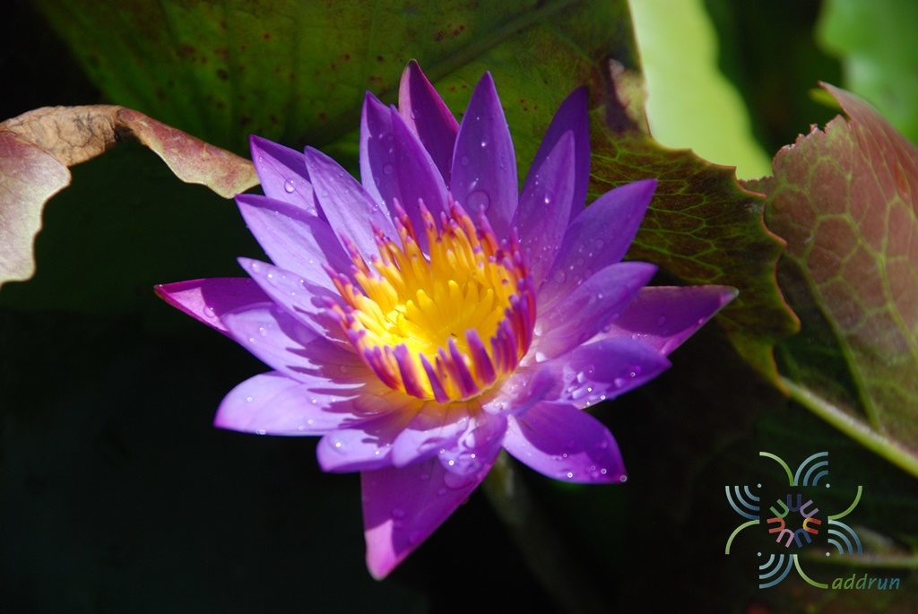 บัวผัน 9 Nymphaea spp.