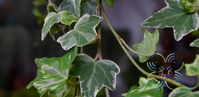 ไอวี่เลื้อยด่าง Hedera helix L. cv. Giacier