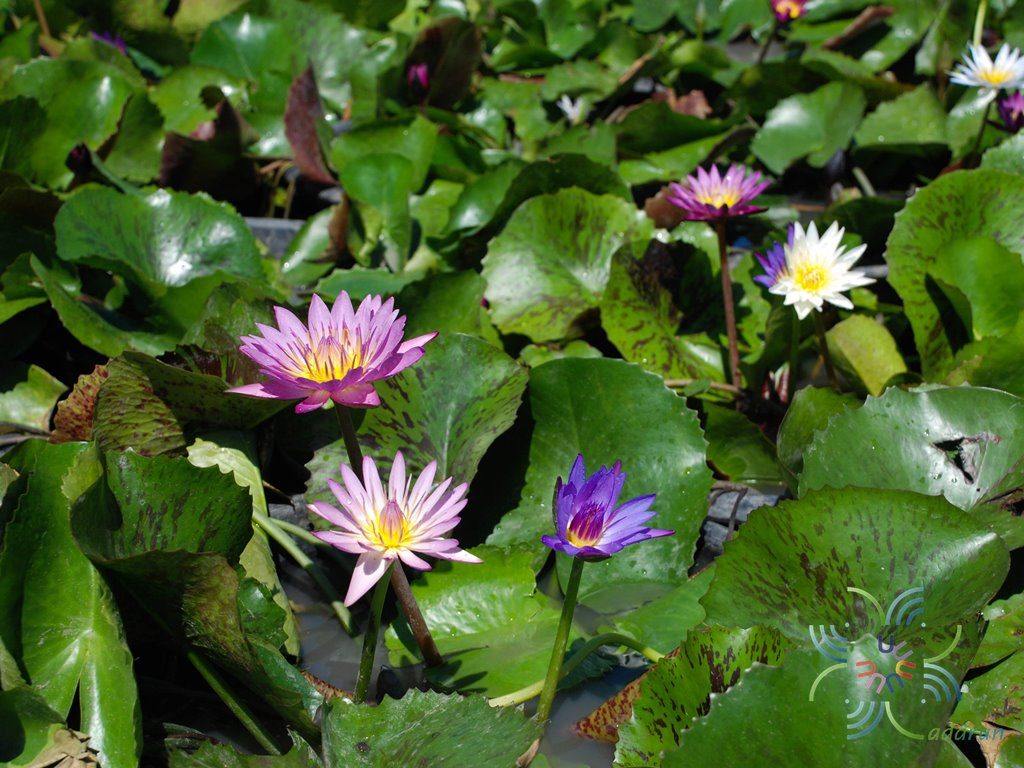 บัวผัน 10 Nymphaea spp.