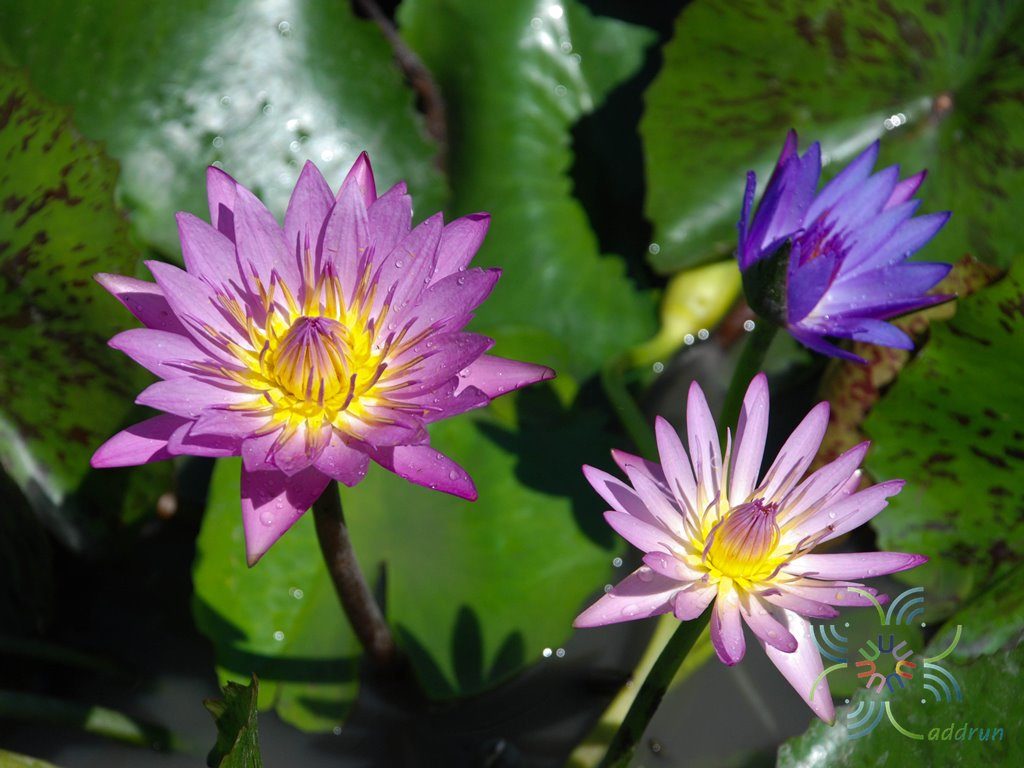 บัวผัน 10 Nymphaea spp.