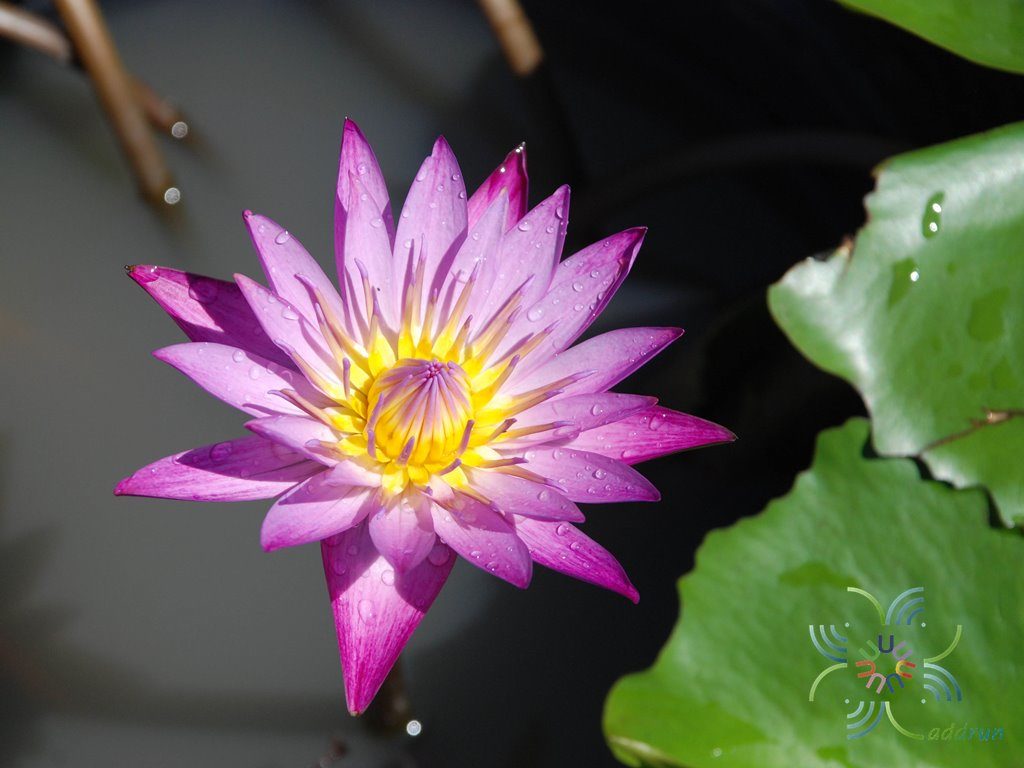บัวผัน 10 Nymphaea spp.