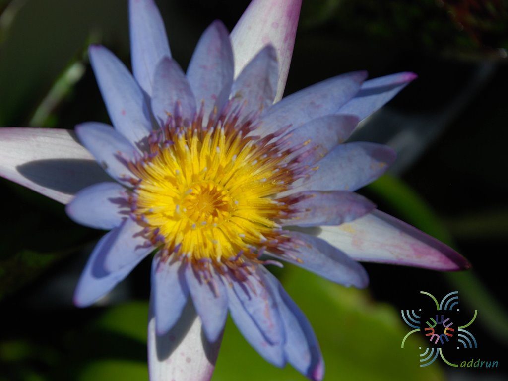 บัวผัน มิสซิสเอ็ดเวิร์ดสวิทเทคเกอร์ Nymphaea spp.