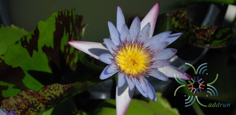 บัวผัน มิสซิสเอ็ดเวิร์ดสวิทเทคเกอร์ Nymphaea spp.